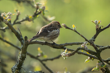 Lesser Redpoll 5