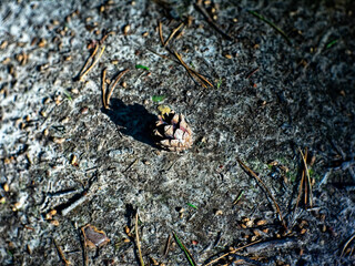 a small pine cone lies on the ground