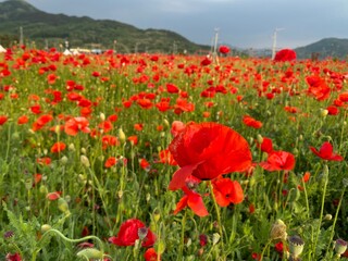 field of poppies