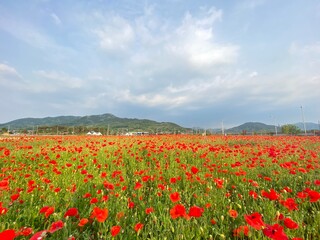 field of poppies