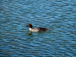 Young bird Canvasback duck on a blue water.