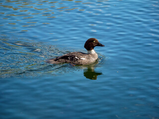 Obraz premium Young bird Canvasback duck on a blue water.