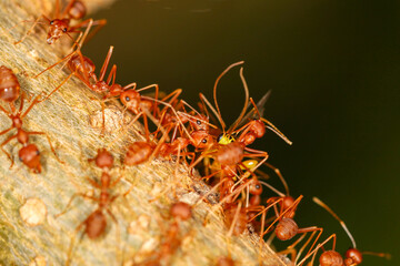 Group red ant attack yellow warp on tree in nature