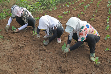 The farmer is arranging the vegetable seedlings in the greenhouse