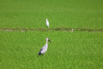 The bird in rice field in countryside at asia