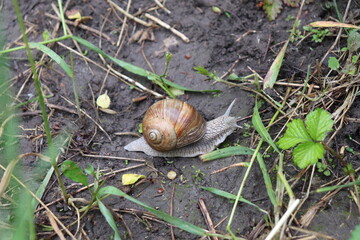 Weinbergschnecke