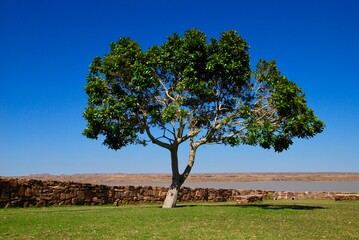 Single tree with green leafs on green grass in front of a small stone wall at lake Oanob in Namibia on a sunny day with blue sky and no clouds