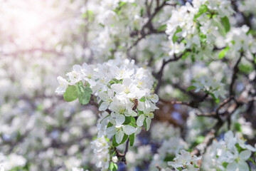 A sun glare falls on beautiful white flowers on a branch of an apple tree, close-up. Spring nature background 