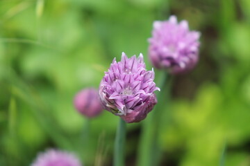 Schnittlauchblüte Detail