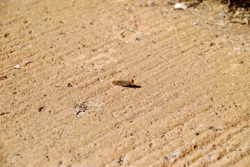 A cricket on the side of a gravel road on a sunny day