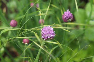 Schnittlauchblüte mit Gras Nahaufnahme