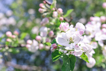 White flowers and pink buds on a branch of an apple tree on a sunny day, close-up. Spring nature background 