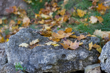 leaves on stone