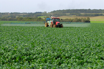 Traitement insecticide contre le charancon colza