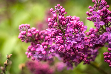  The blooming purple lilac on green background.