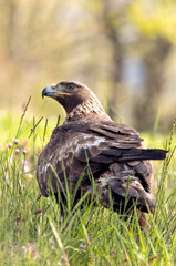 Golden eagle female in an oak forest with the first morning lights on a spring day