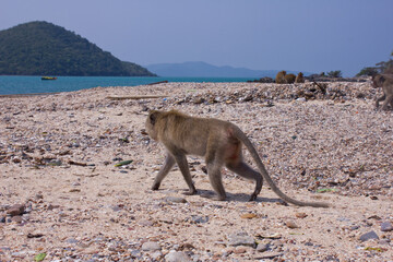 Fototapeta na wymiar Monkey island