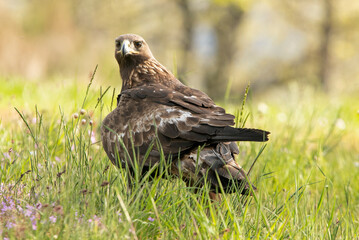 Adult female Golden Eagle in an oak forest with the first morning lights