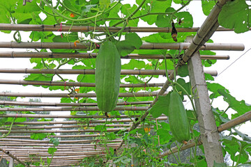 The melon is on the trestle on the farm