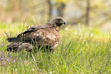 Golden eagle female in an oak forest with the first morning lights on a spring day