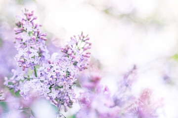 Lilac flowers background. Purple blooming texture, macro. Beautiful spring nature