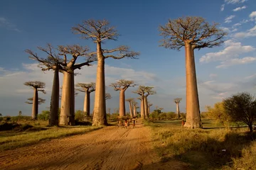 Fototapeten Baobab-Bäume in der Nähe von Morondava. Madagaskar. Afrika. © Rostislav