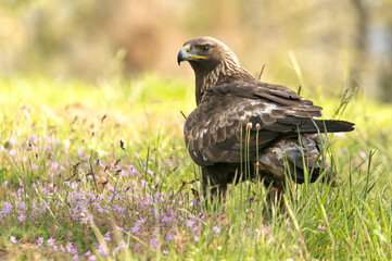 Golden eagle female in an oak forest with the first morning lights on a spring day