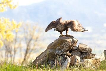 Adult female Golden Eagle in an oak forest with the first morning lights