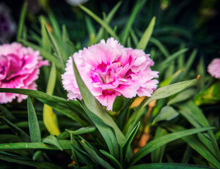 colorful pink carnation flowers closeup in the garden