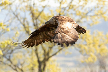 adult male Golden Eagle flying in an oak forest with the first light of day