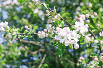 White flowers and pink buds on a branch of an apple tree on a sunny day, close-up. Spring nature background 