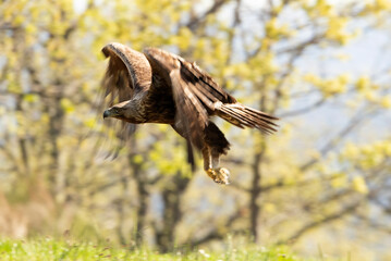 adult male Golden Eagle flying in an oak forest with the first light of day