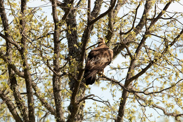 Adult male Golden Eagle in an oak tree with the first light of dawn