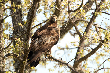 Adult male Golden Eagle in an oak tree with the first light of dawn