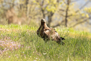 Male Golden Eagle in an oak forest with the first light of day