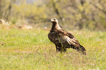 Male Golden Eagle in an oak forest with the first light of day