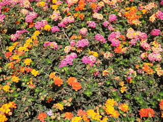 Flowers in Sardina (Santa Lucía de Tirajana, Gran Canaria, Spain)