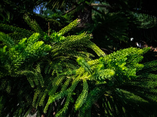 Selective focus of green Jamaican pine tree branch closeup