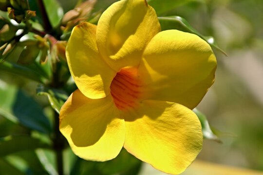 Allamanda Yellow /Allamanda cathartica/. Tropical flower of Madagascar.