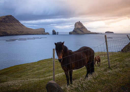Faroe Islands - Aerial - Animals - Aircraft