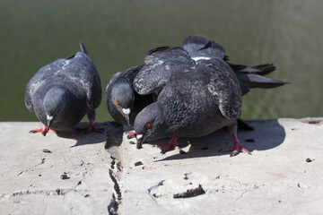 Pigeons are looking for food on the asphalt. They are calm, not afraid of people.