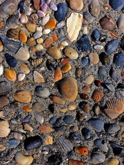 a collection of seashells at the beach 