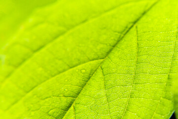 macro, close up Bright green leaf isolated on black background. Abstract texture, natural green background.