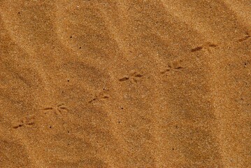 Animal trail in sand in the Namibian desert