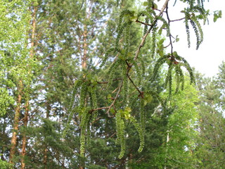 green the tree