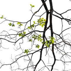 Fresh green tree branch isolated on white background