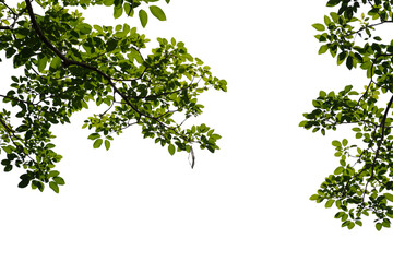 Fresh green tree branch isolated on white background