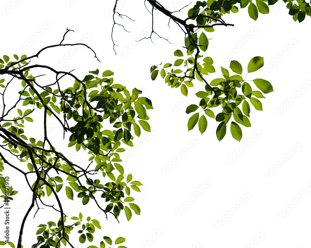 Wall mural fresh green tree branch isolated on white background