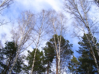 Деревья в небо