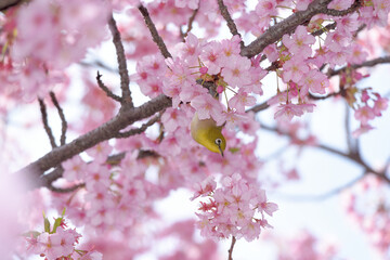 メジロと桜